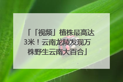 「视频」植株最高达3米！云南龙陵发现万株野生云南大百合