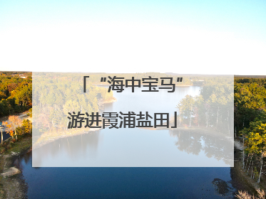 “海中宝马”游进霞浦盐田
