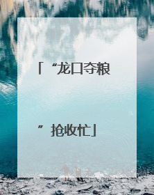 “龙口夺粮”抢收忙