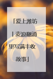 爱上潍坊丨麦浪翻涌里写满丰收故事