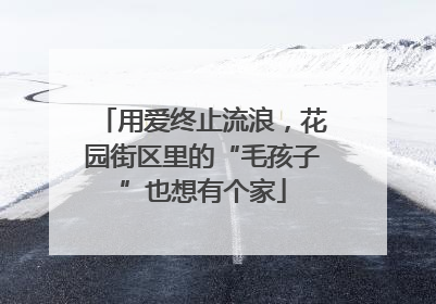 用爱终止流浪，花园街区里的“毛孩子”也想有个家