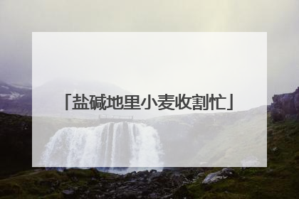 盐碱地里小麦收割忙