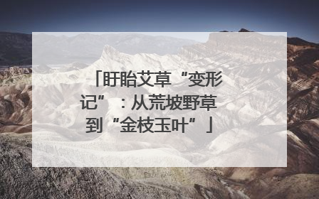 盱眙艾草“变形记”：从荒坡野草到“金枝玉叶”