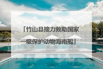竹山县接力救助国家一级保护动物海南鳽
