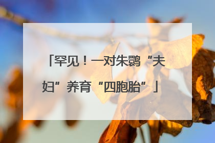 罕见！一对朱鹮“夫妇”养育“四胞胎”