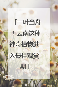 一叶当舟！云南这种神奇植物进入最佳观赏期