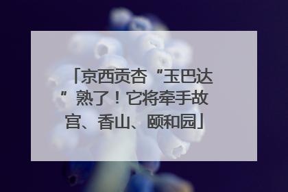 京西贡杏“玉巴达”熟了！它将牵手故宫、香山、颐和园
