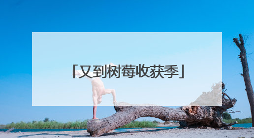 又到树莓收获季