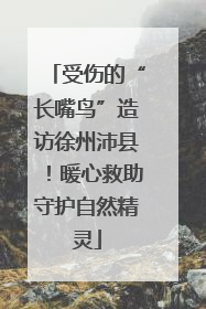 受伤的“长嘴鸟”造访徐州沛县！暖心救助守护自然精灵