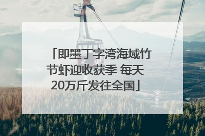 即墨丁字湾海域竹节虾迎收获季 每天20万斤发往全国