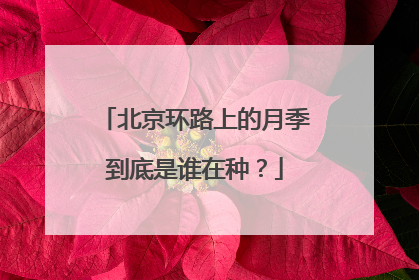 北京环路上的月季到底是谁在种？
