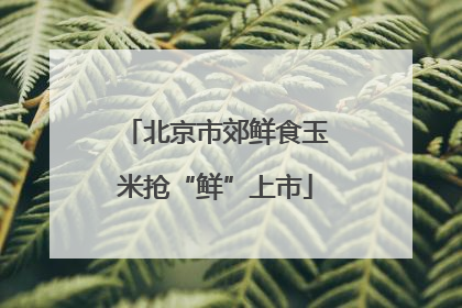 北京市郊鲜食玉米抢“鲜”上市