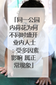 同一公园内荷花为何不同时盛开 业内人士：受多因素影响 属正常现象