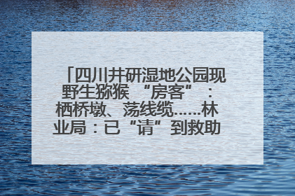 四川井研湿地公园现野生猕猴 “房客”：栖桥墩、荡线缆……林业局：已“请”到救助站，将放归自然