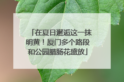 在夏日邂逅这一抹明黄！厦门多个路段和公园腊肠花盛放