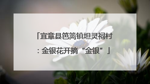 宜章县笆篱镇坦灵祠村：金银花开摘“金银”