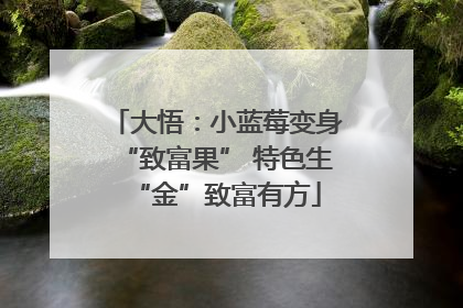 大悟：小蓝莓变身“致富果” 特色生“金”致富有方