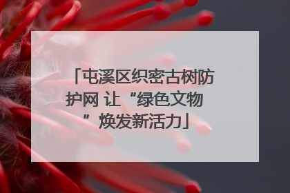 屯溪区织密古树防护网 让“绿色文物”焕发新活力