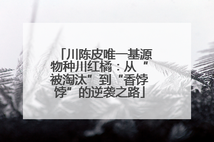 川陈皮唯一基源物种川红橘：从“被淘汰”到“香饽饽”的逆袭之路