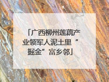 广西柳州莲藕产业领军人泥土里“掘金”富乡邻