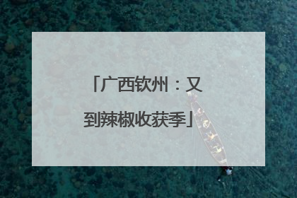 广西钦州：又到辣椒收获季