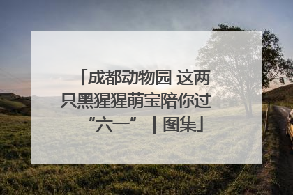 成都动物园 这两只黑猩猩萌宝陪你过“六一”｜图集