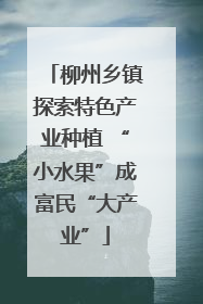 柳州乡镇探索特色产业种植 “小水果”成富民“大产业”
