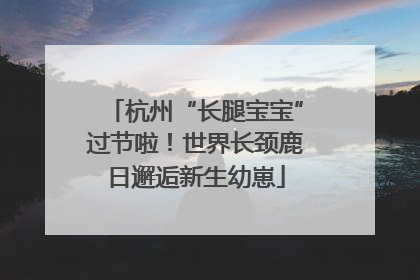杭州“长腿宝宝”过节啦！世界长颈鹿日邂逅新生幼崽