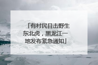 有村民目击野生东北虎，黑龙江一地发布紧急通知