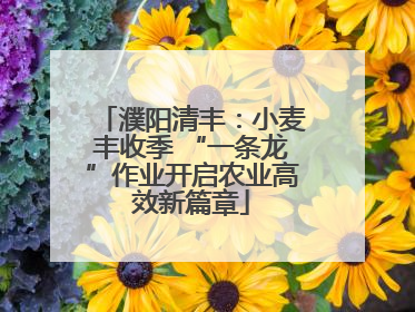濮阳清丰：小麦丰收季 “一条龙”作业开启农业高效新篇章