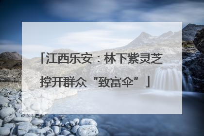 江西乐安：林下紫灵芝撑开群众“致富伞”
