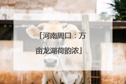 河南周口：万亩龙湖荷韵浓