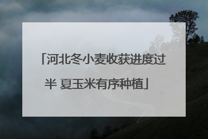 河北冬小麦收获进度过半 夏玉米有序种植