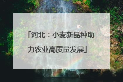 河北：小麦新品种助力农业高质量发展