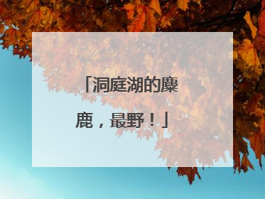 洞庭湖的麋鹿，最野！