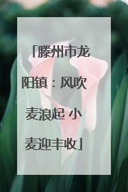 滕州市龙阳镇：风吹麦浪起 小麦迎丰收