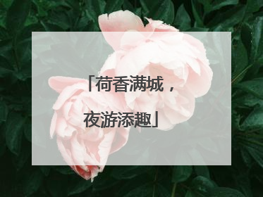 荷香满城，夜游添趣