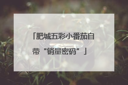 肥城五彩小番茄自带“销量密码”