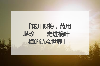 花开似梅，药用堪珍——走进榆叶梅的诗意世界