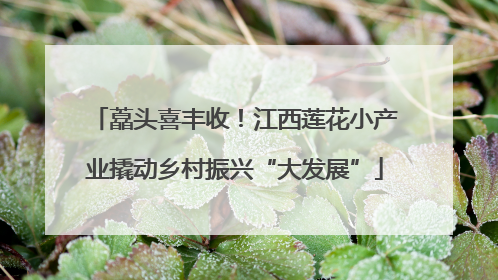 藠头喜丰收！江西莲花小产业撬动乡村振兴“大发展”