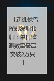 迁徙候鸟挥别深圳北归：单日监测数量最高突破2万只