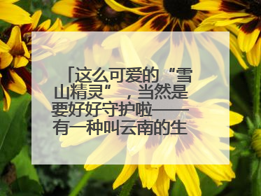 这么可爱的“雪山精灵”，当然是要好好守护啦——有一种叫云南的生活之365天