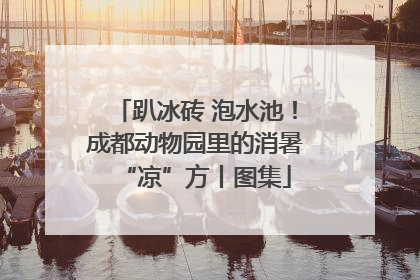趴冰砖 泡水池！成都动物园里的消暑“凉”方丨图集