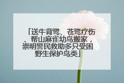 送牛背鹭、苍鹭疗伤、帮山麻雀幼鸟搬家，崇明警民救助多只受困野生保护鸟类