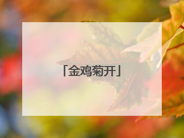 金鸡菊开