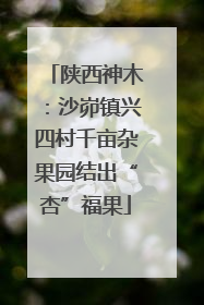 陕西神木：沙峁镇兴四村千亩杂果园结出“杏”福果