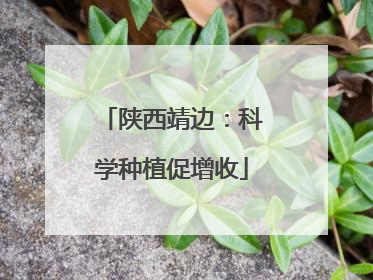 陕西靖边：科学种植促增收